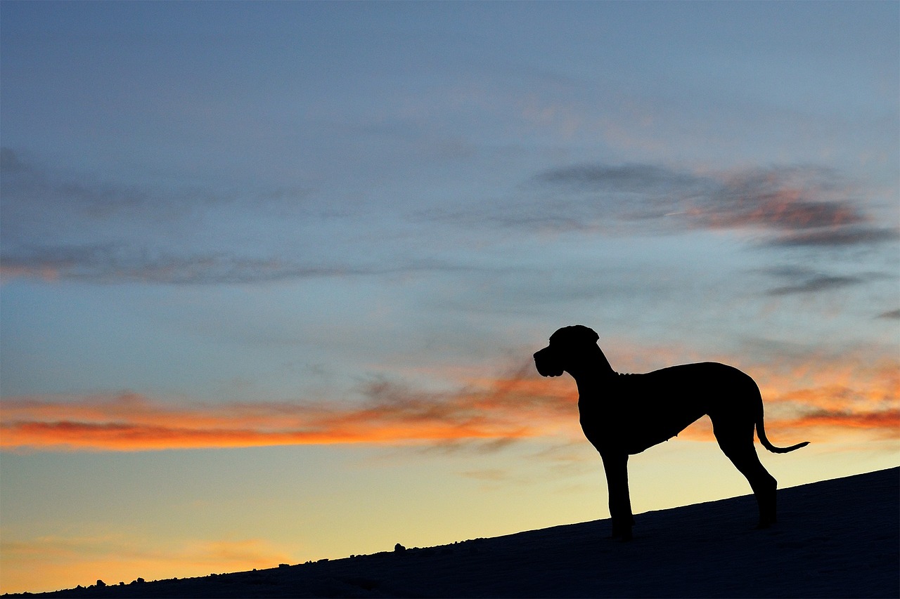 Understanding the Characteristics of the Great Pyrenees